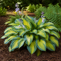 June Hosta