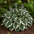 Patriot Hosta