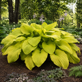 Sum and Substance Hosta