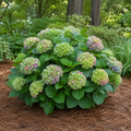 Hydrangea Bigleaf Froggie