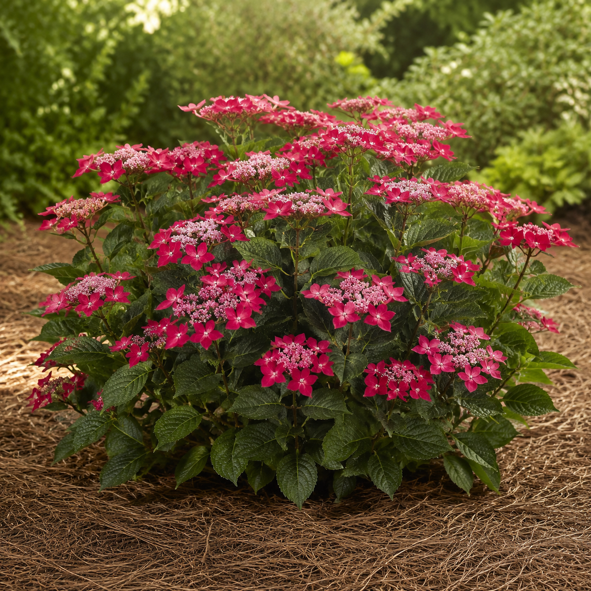Hydrangea Cherry Explosion