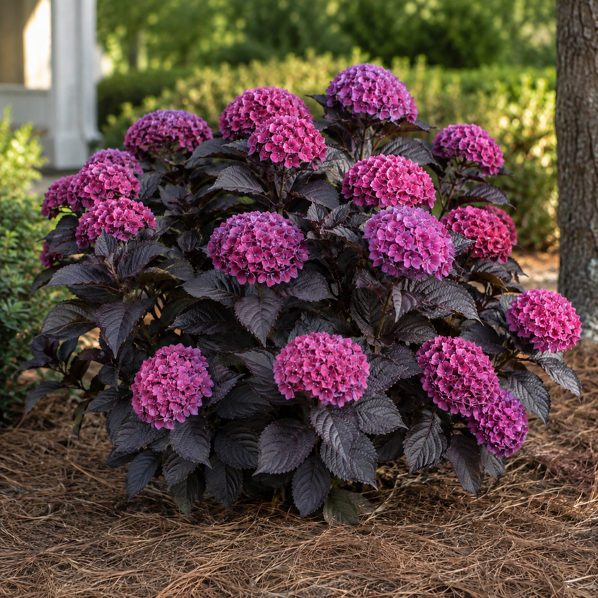 Hydrangea Eclipse