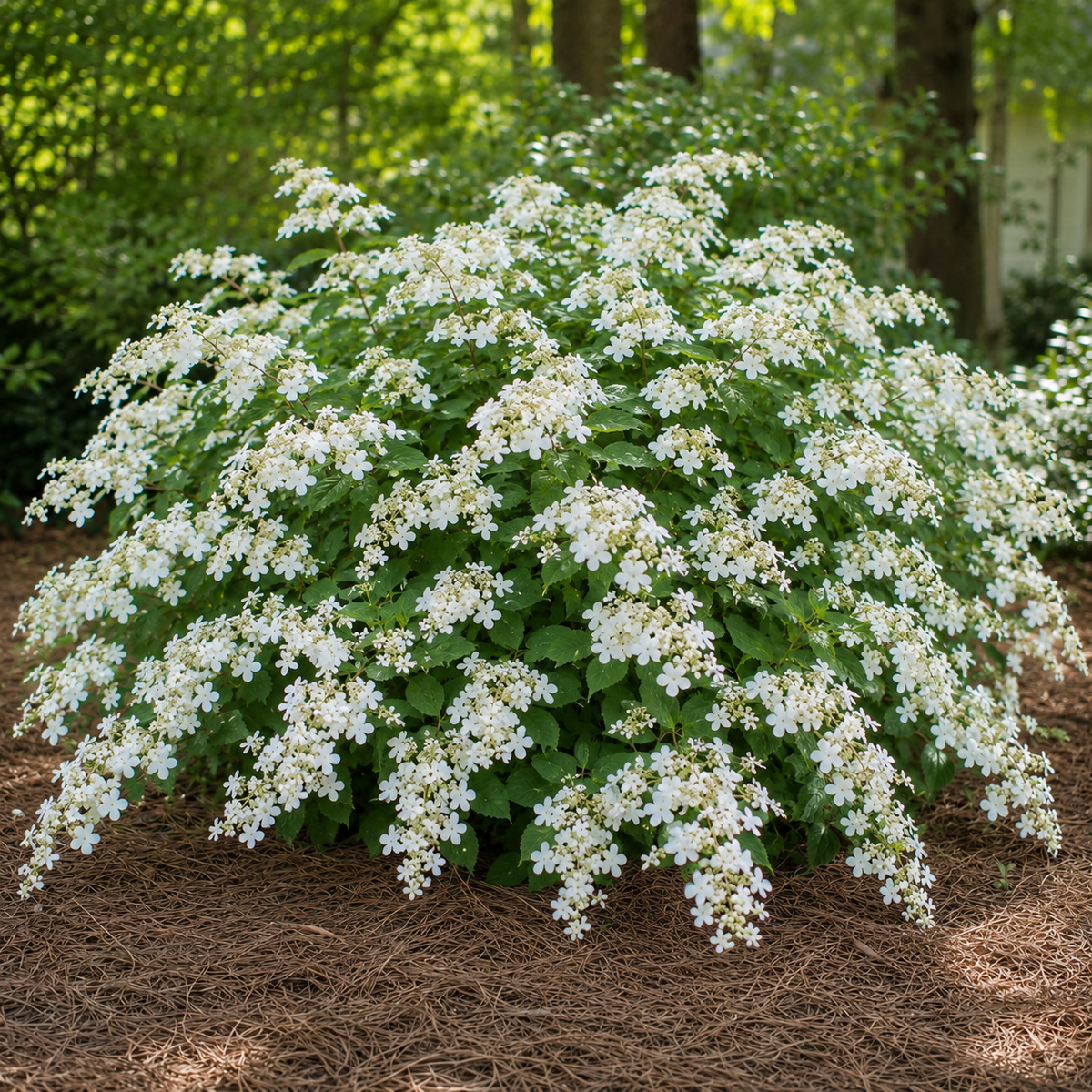 Hydrangea Fairytale Bride