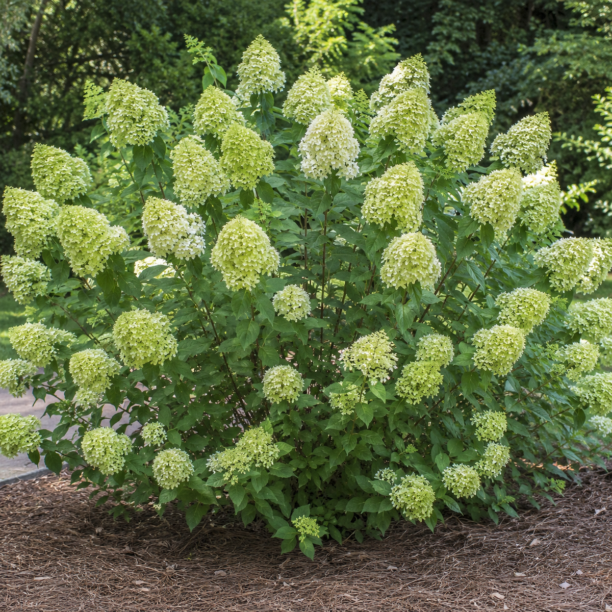 Hydrangea Limelight
