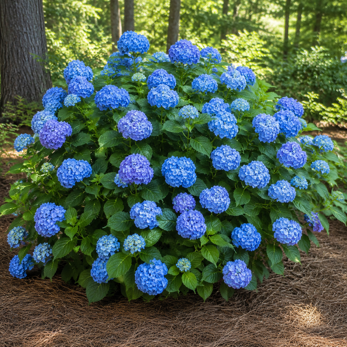 Hydrangea Nikko Blue