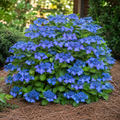 Hydrangea Pop Star