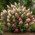 Hydrangea Quick Fire Fabulous
