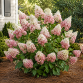 Hydrangea Sweet Starlight
