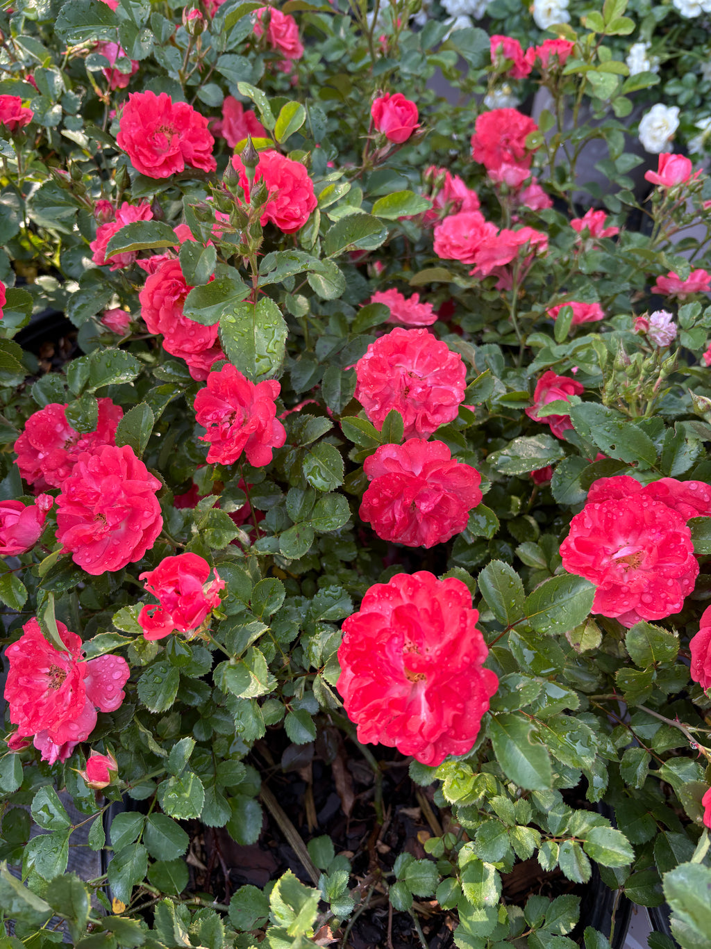 Coral Drift® Rose