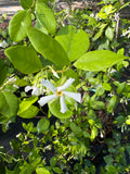 Confederate Jasmine teepee