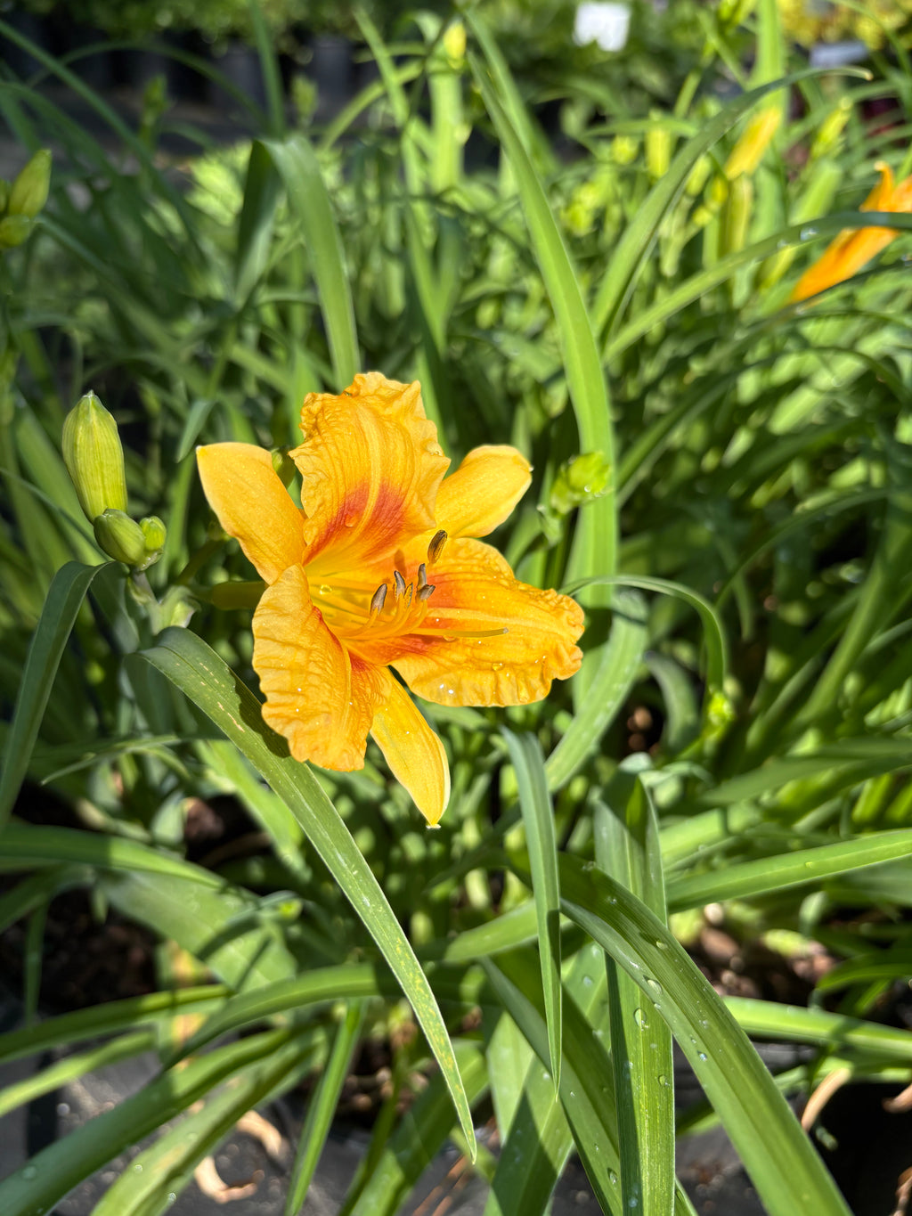 Daylily Blackeyed Stella