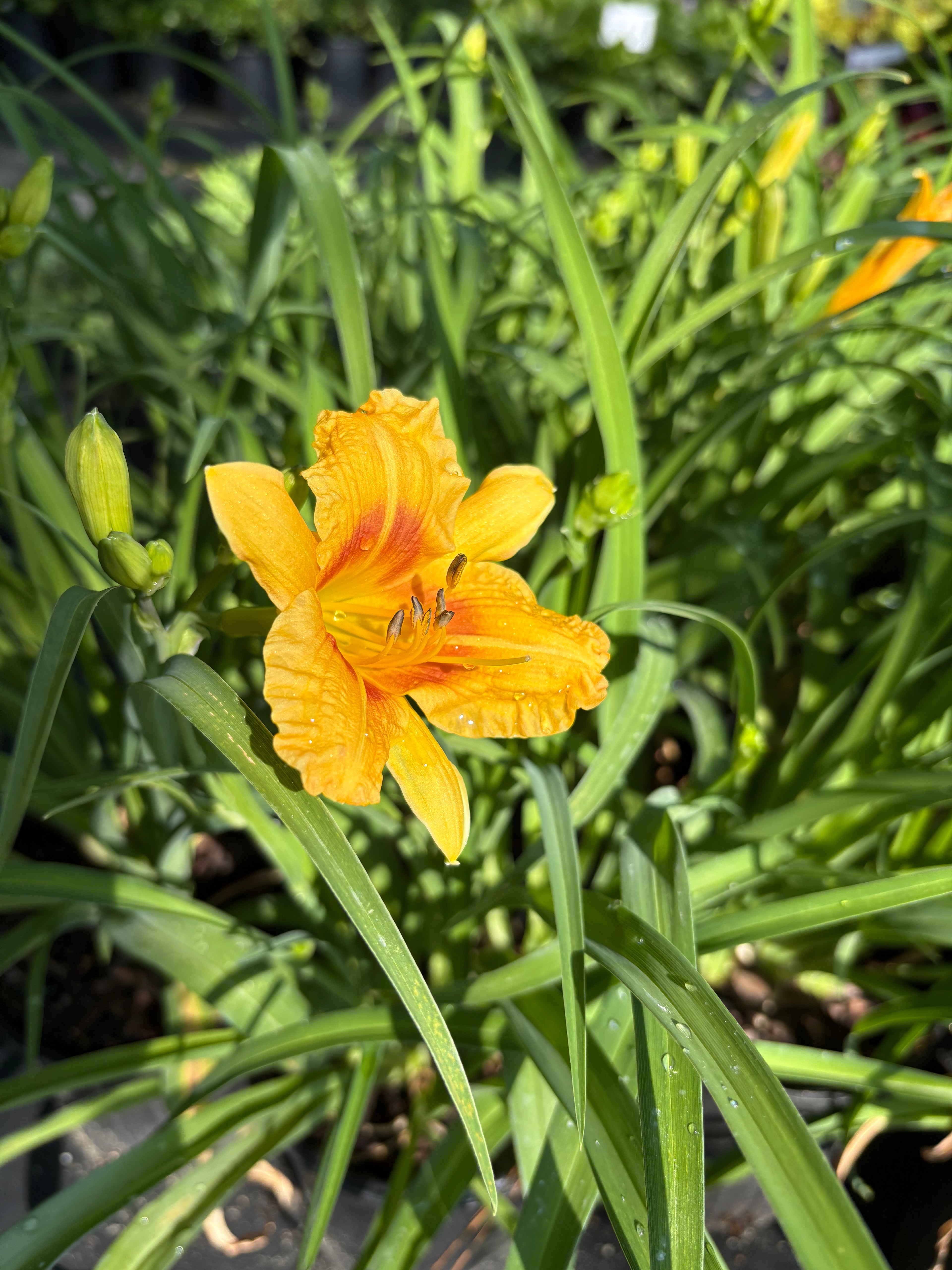 Daylily Blackeyed Stella