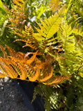 Autumn Fern