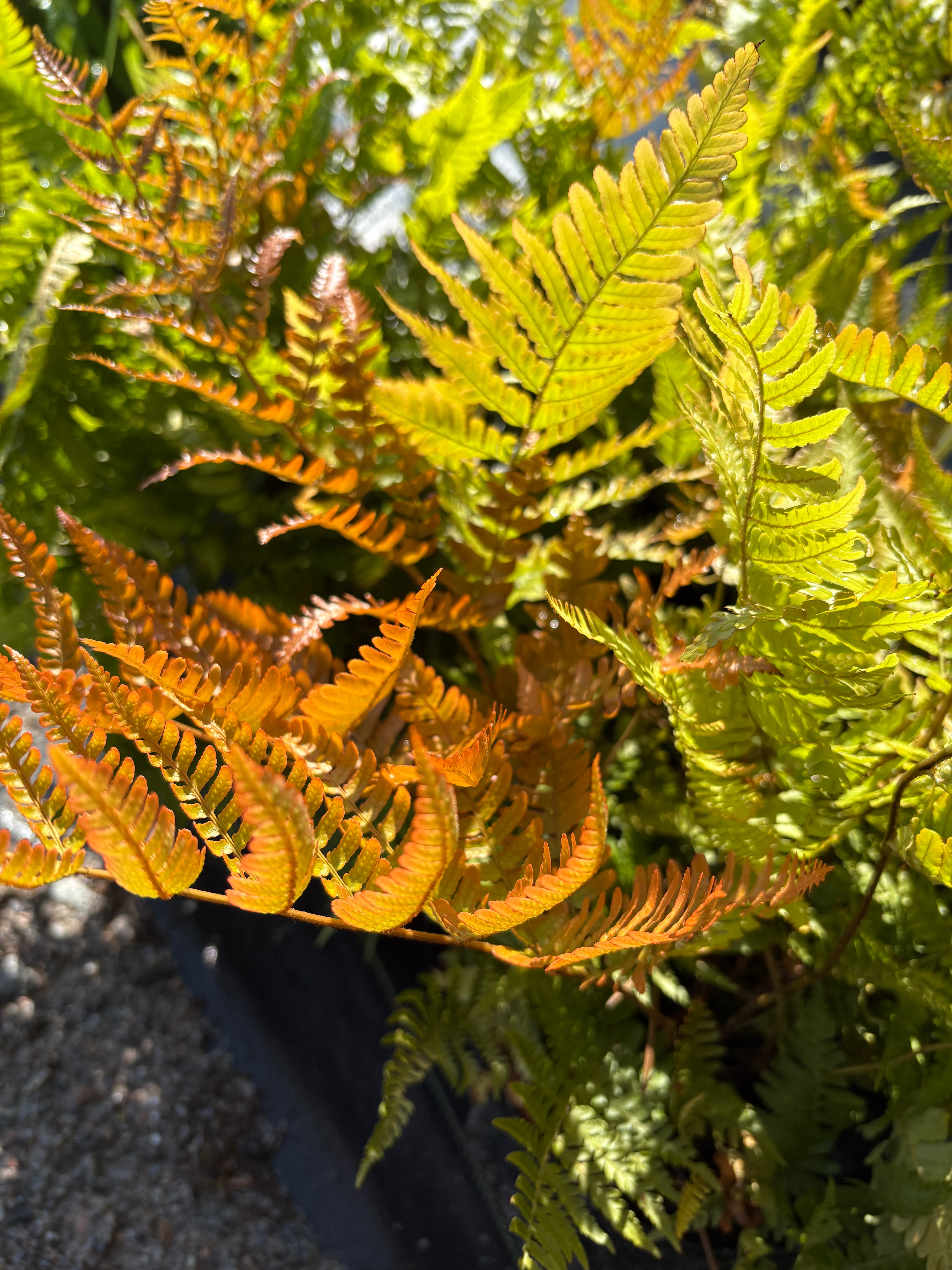 Autumn Fern