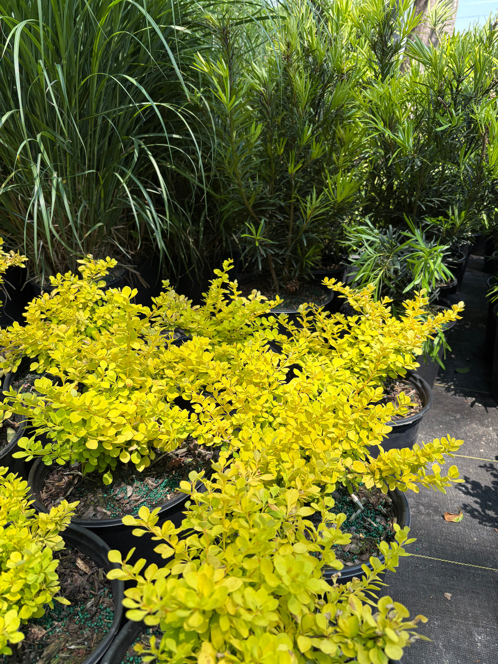 Golden Barberry
