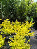 Golden Barberry