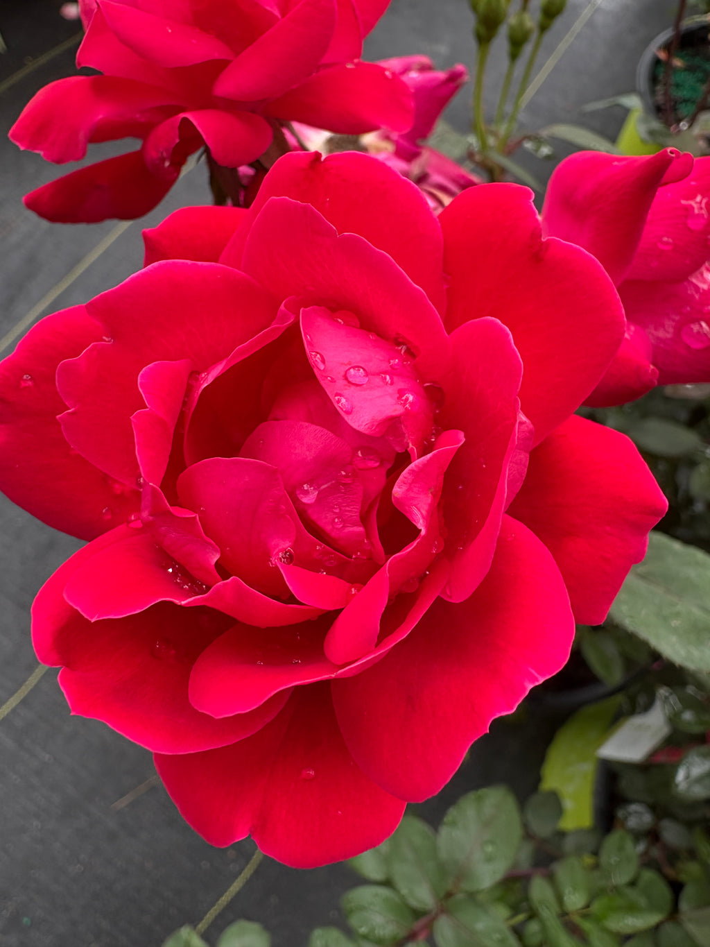 Double Knock Out® Rose