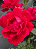 Double Knock Out® Rose