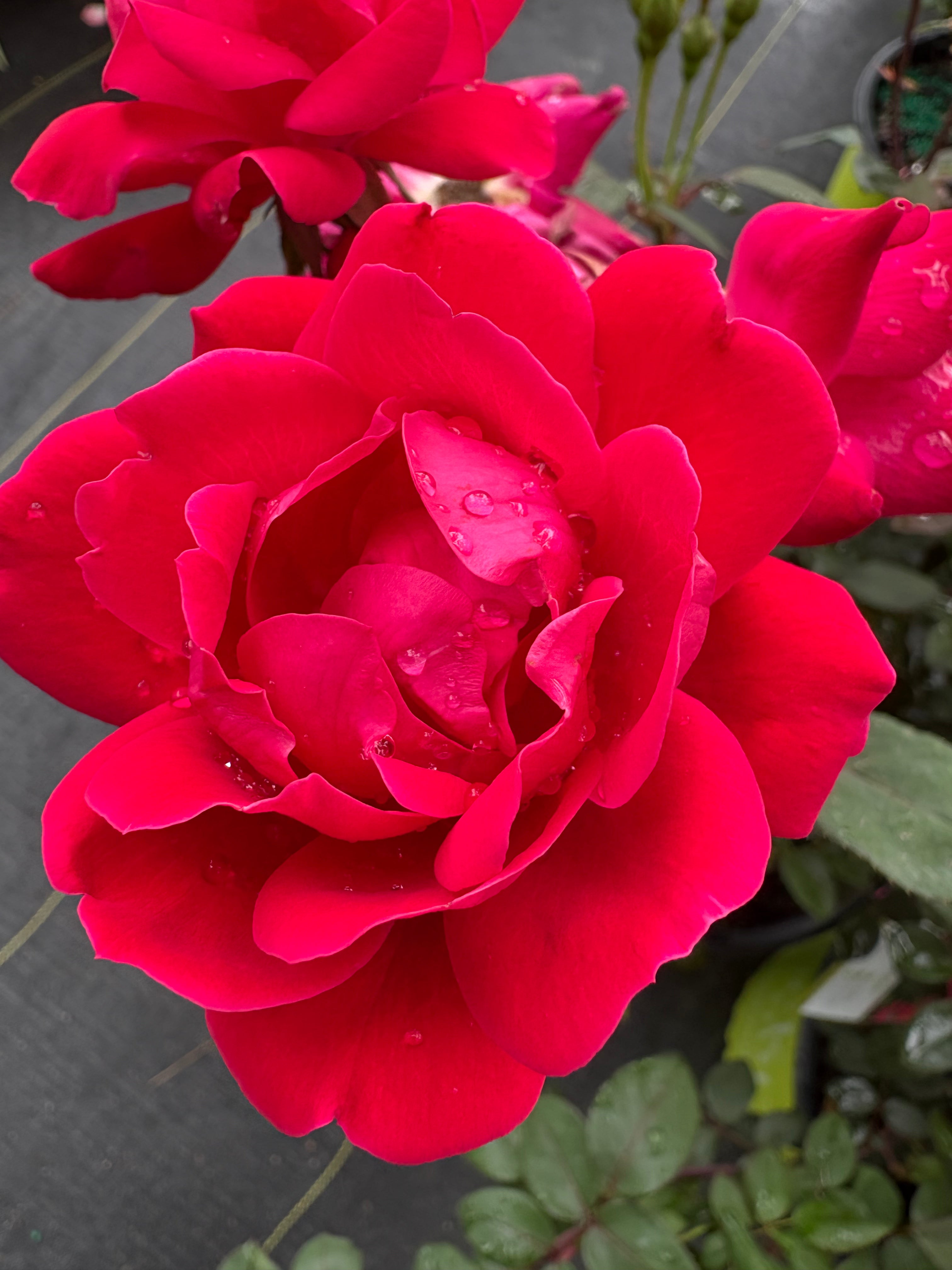 Double Knock Out® Rose