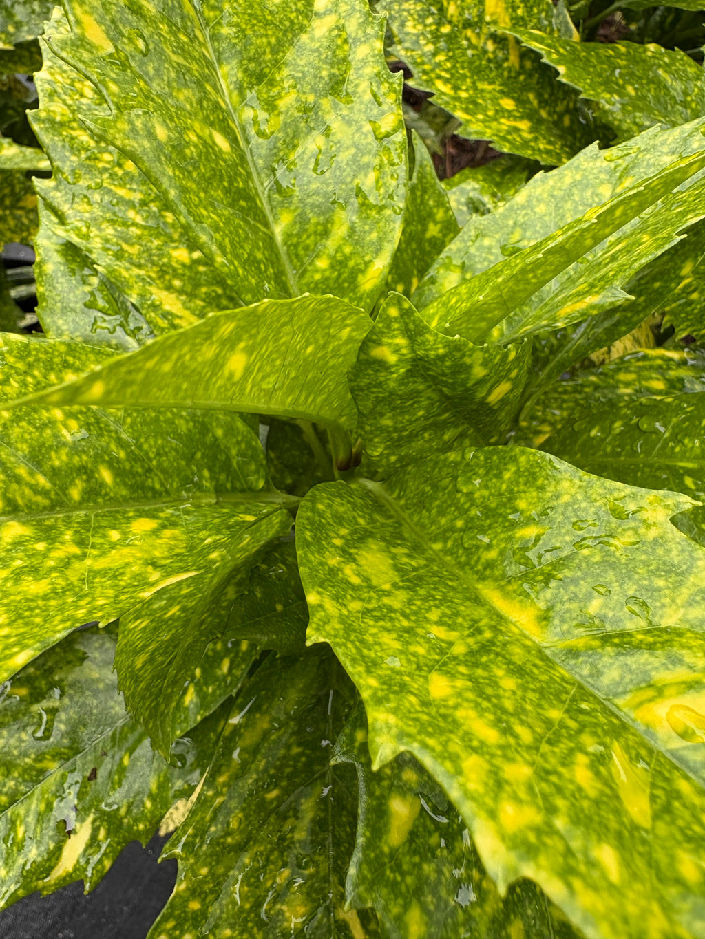 Japanese Laurel 'Marmorata'