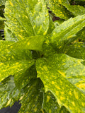 Japanese Laurel 'Marmorata'