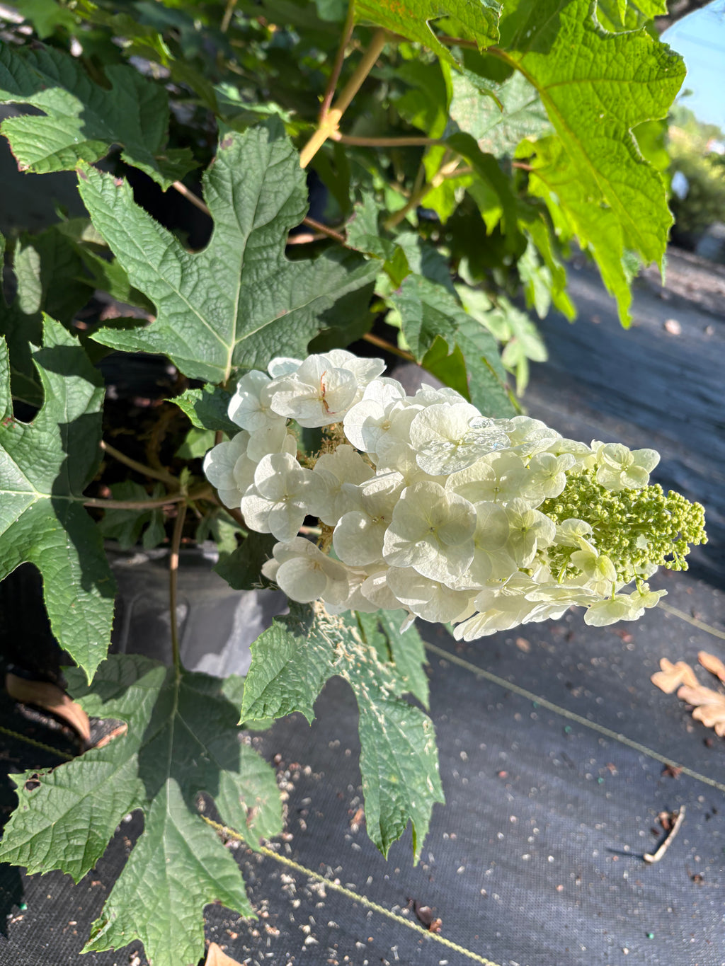 Hydrangea Ruby Slippers
