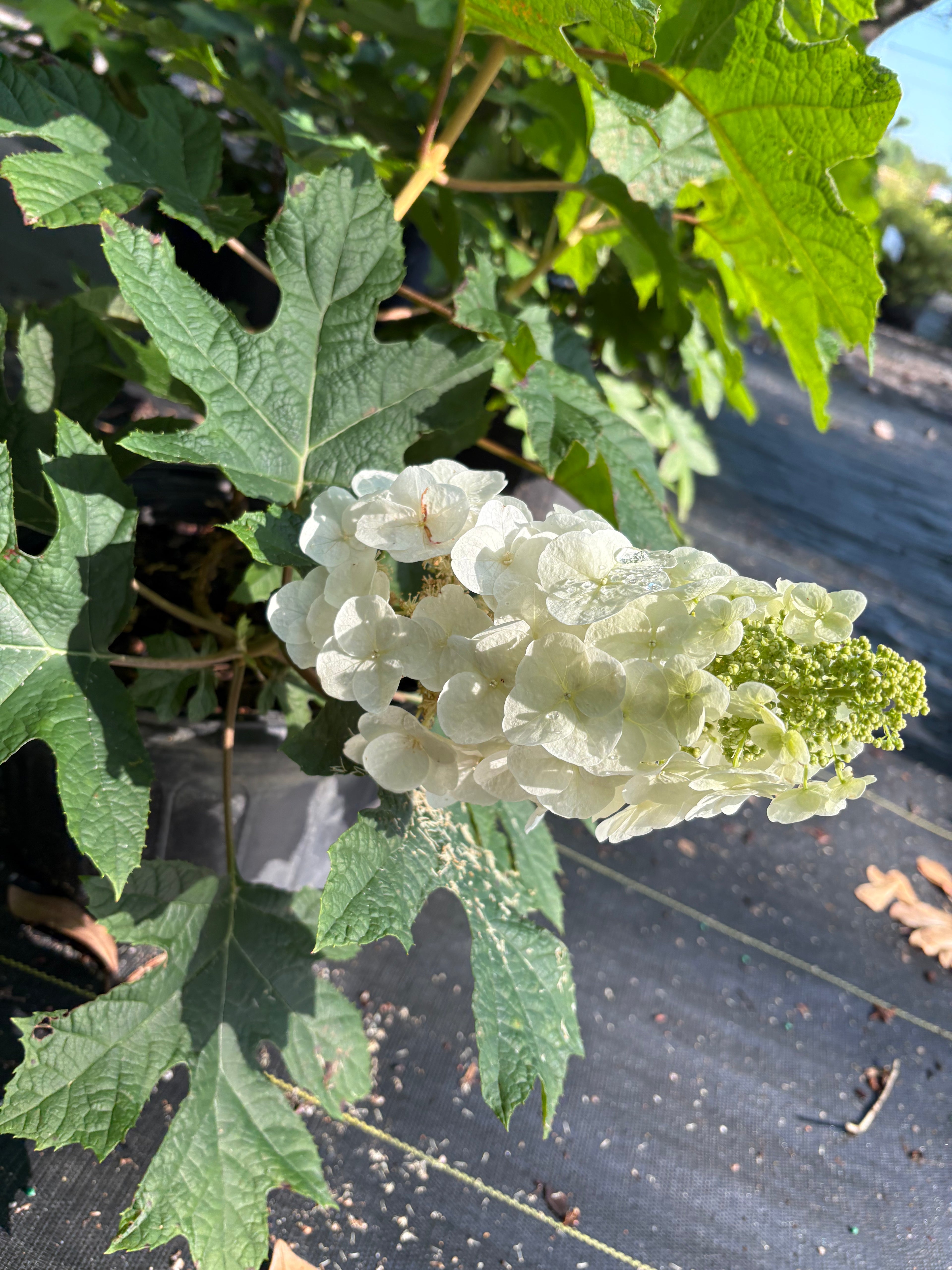 Hydrangea Ruby Slippers