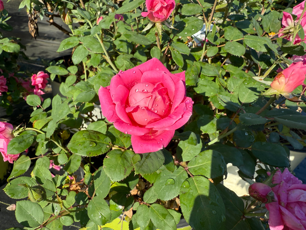 Pink Double Knock Out® Rose