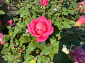 Pink Double Knock Out® Rose