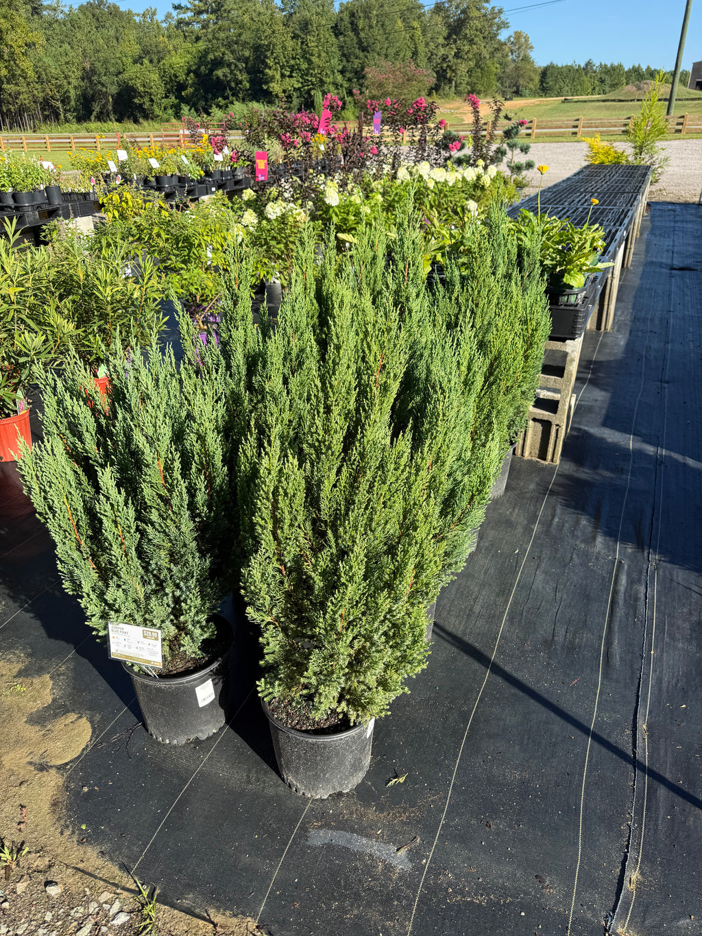 Juniper Blue Point