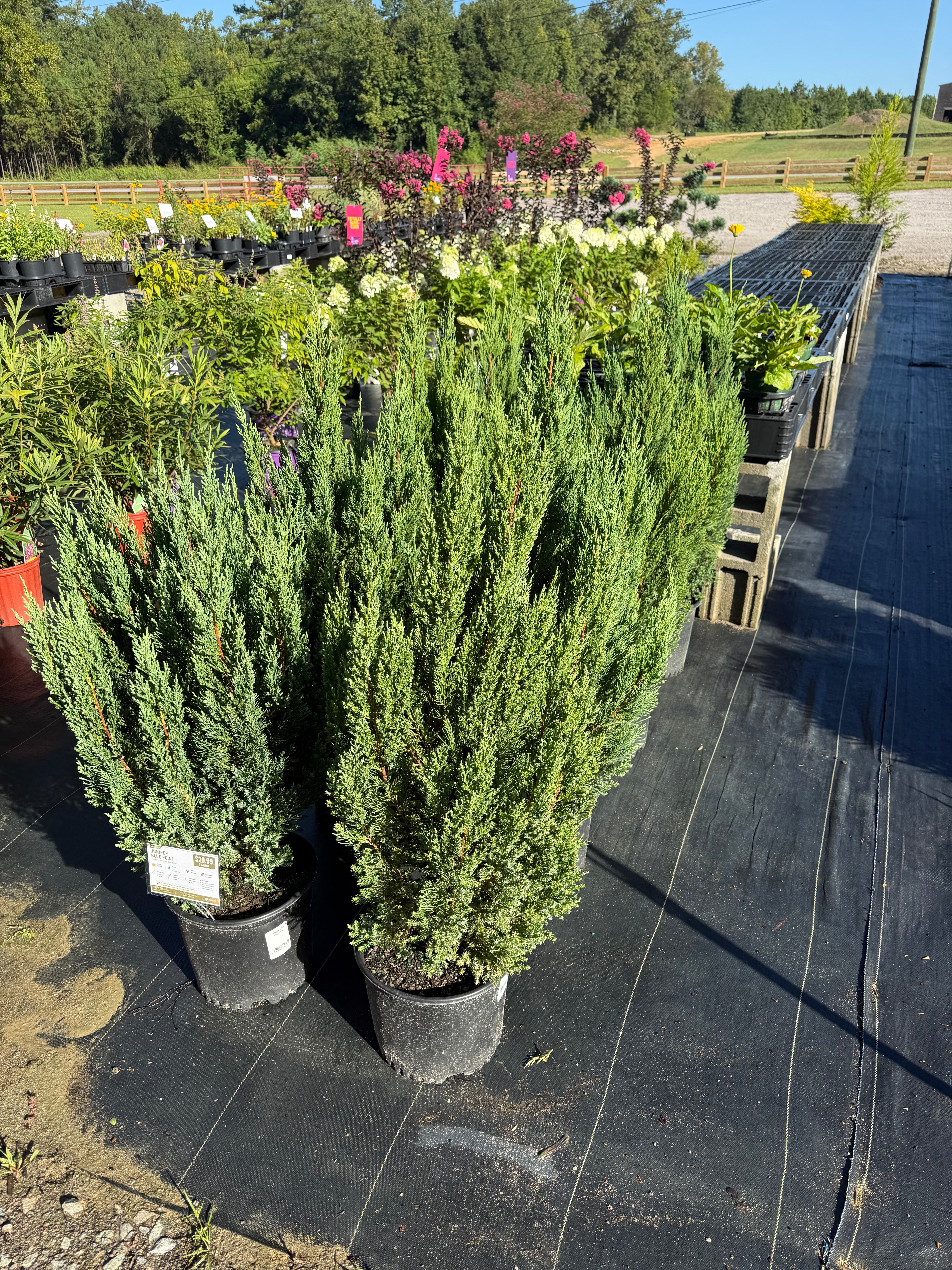 Juniper Blue Point
