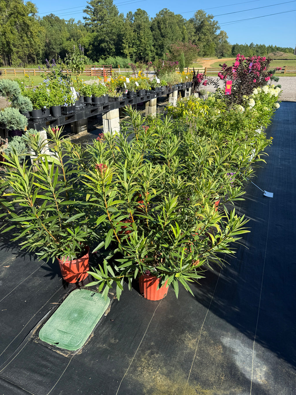 Oleander Bush Calypso Pink