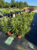 Oleander Bush Calypso Pink