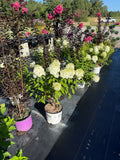Hydrangea Limelight