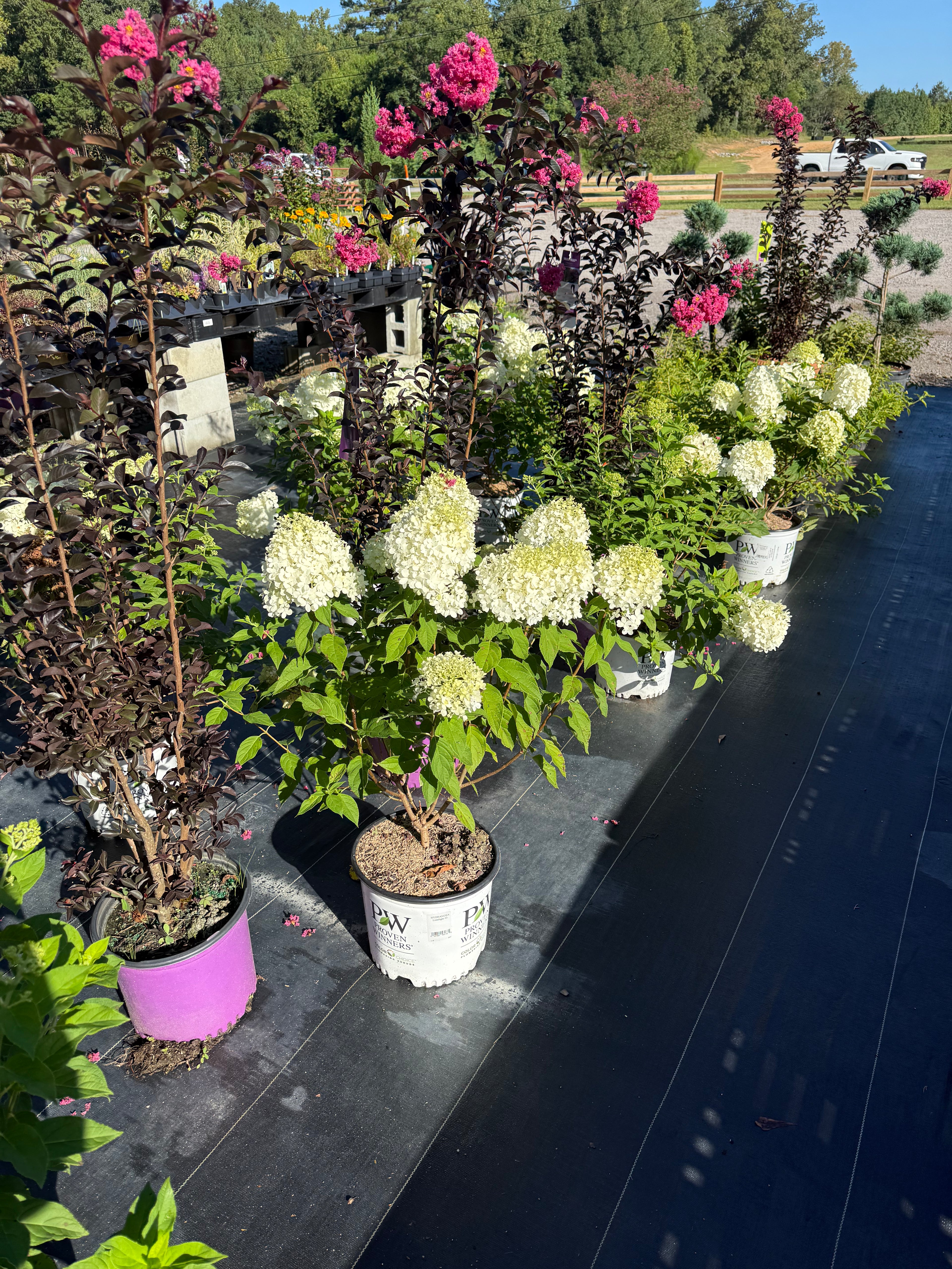 Hydrangea Limelight