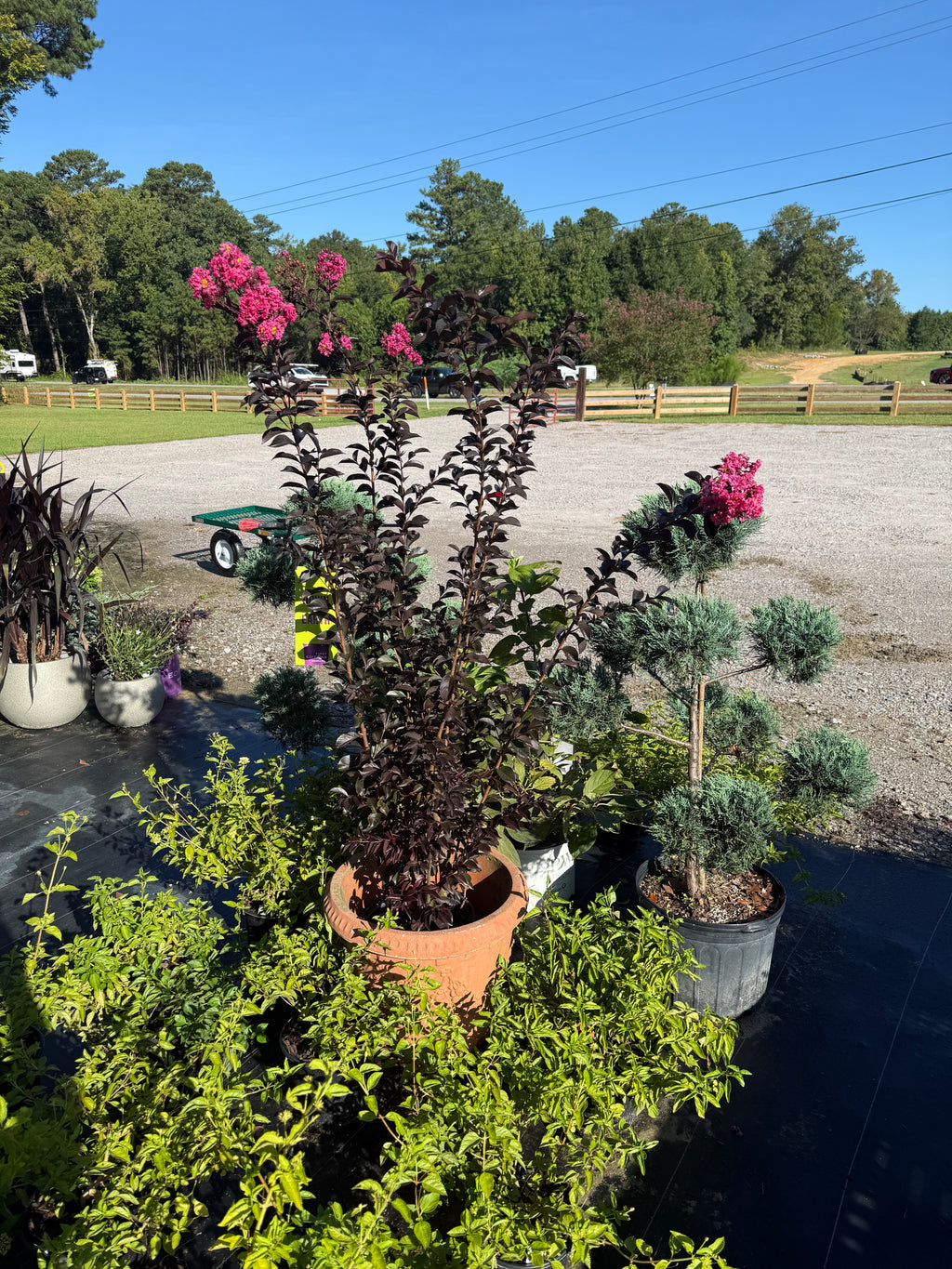 Crape Myrtle 'Twilight Magic'