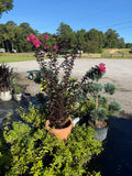 Crape Myrtle 'Twilight Magic'