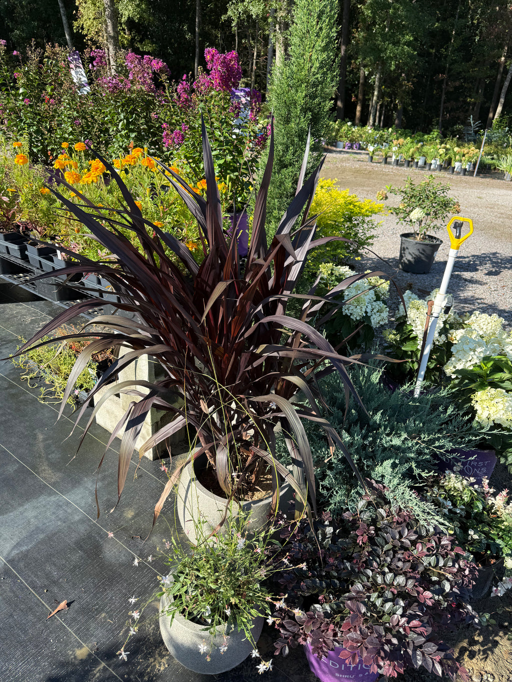 Pennisetum First Knight