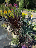 Pennisetum First Knight