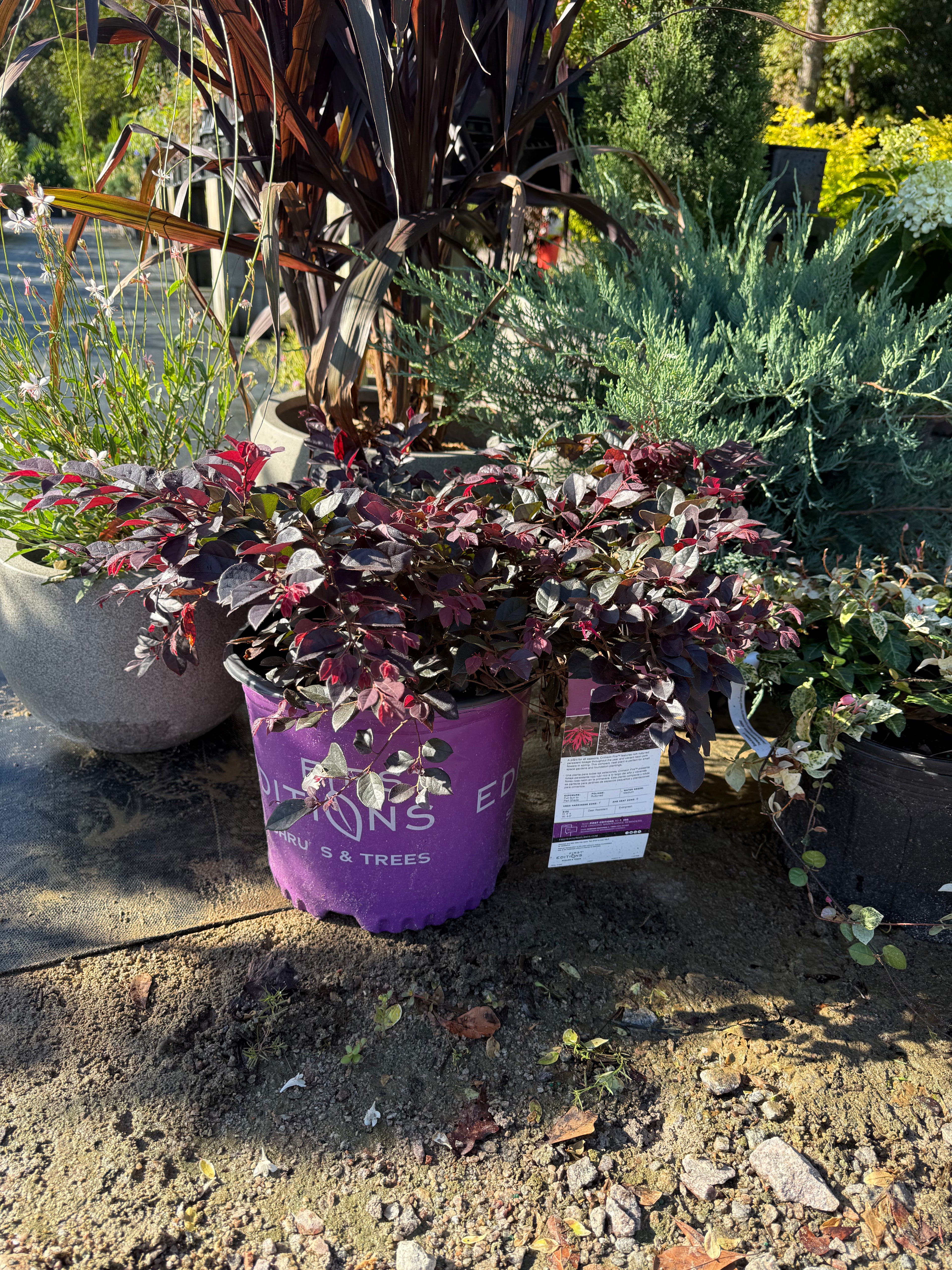 Loropetalum Crimson Fire