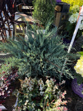 Juniper Grey Owl
