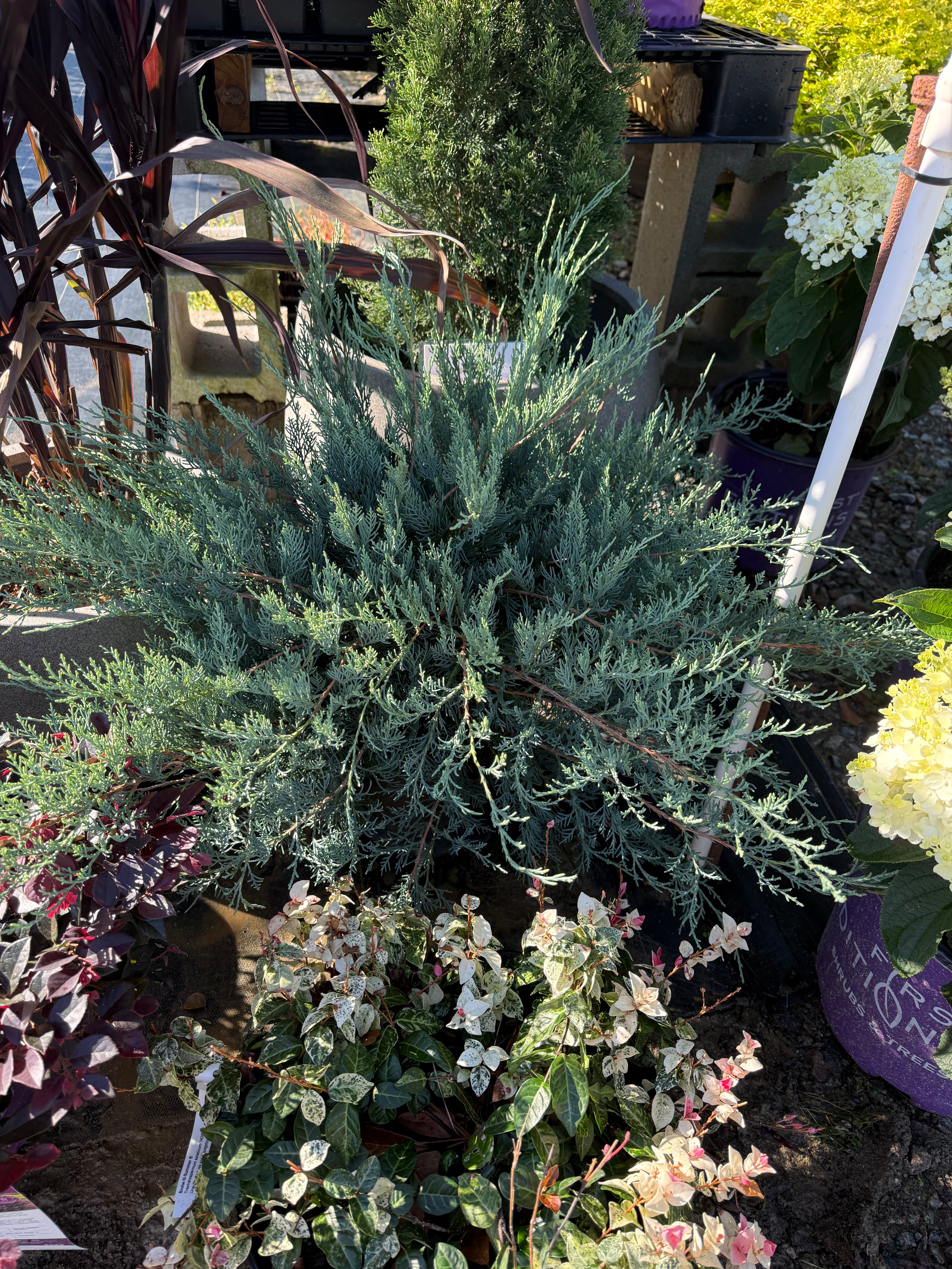 Juniper Grey Owl