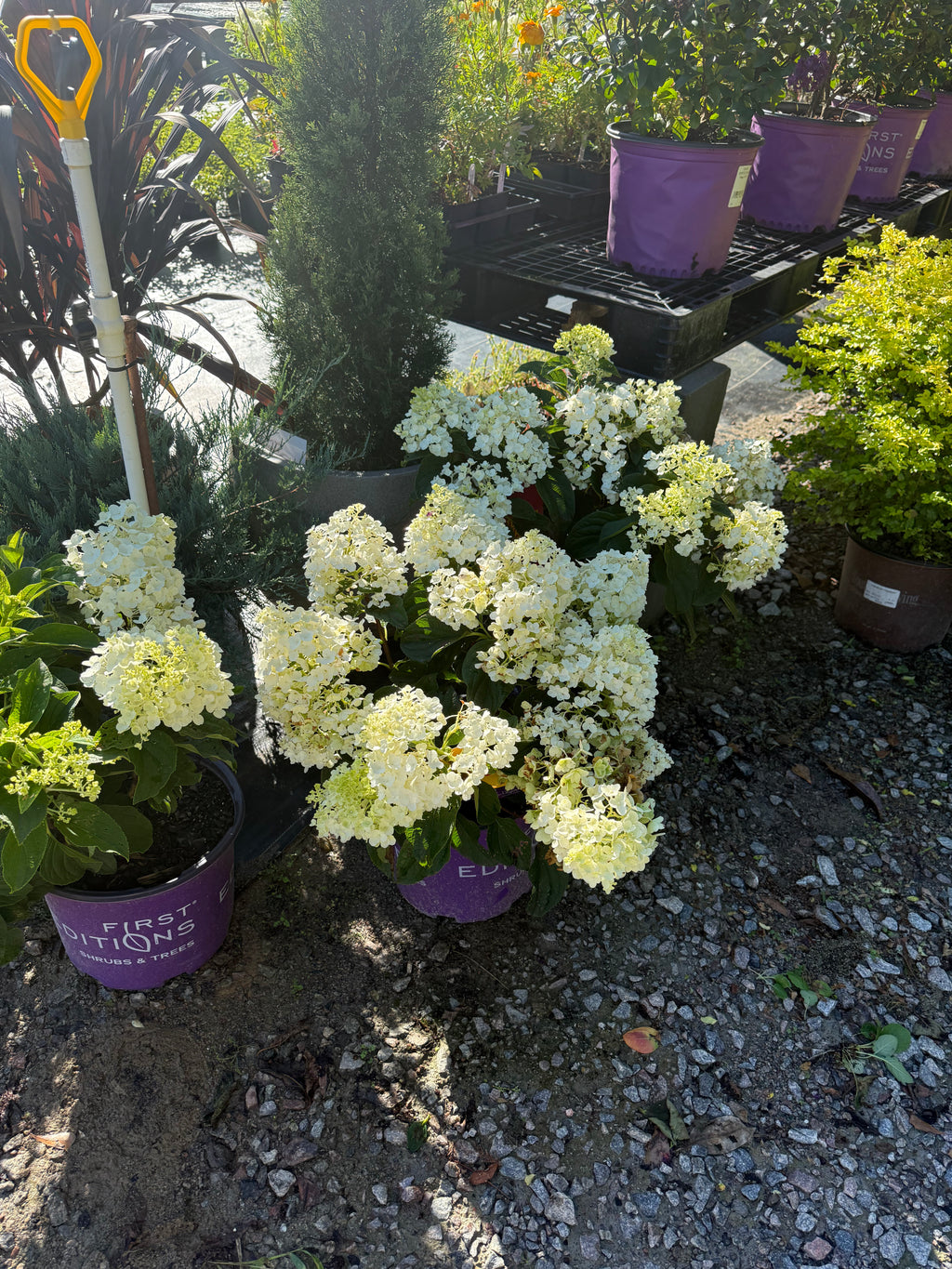 Hydrangea Little Hottie