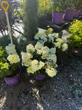 Hydrangea Little Hottie