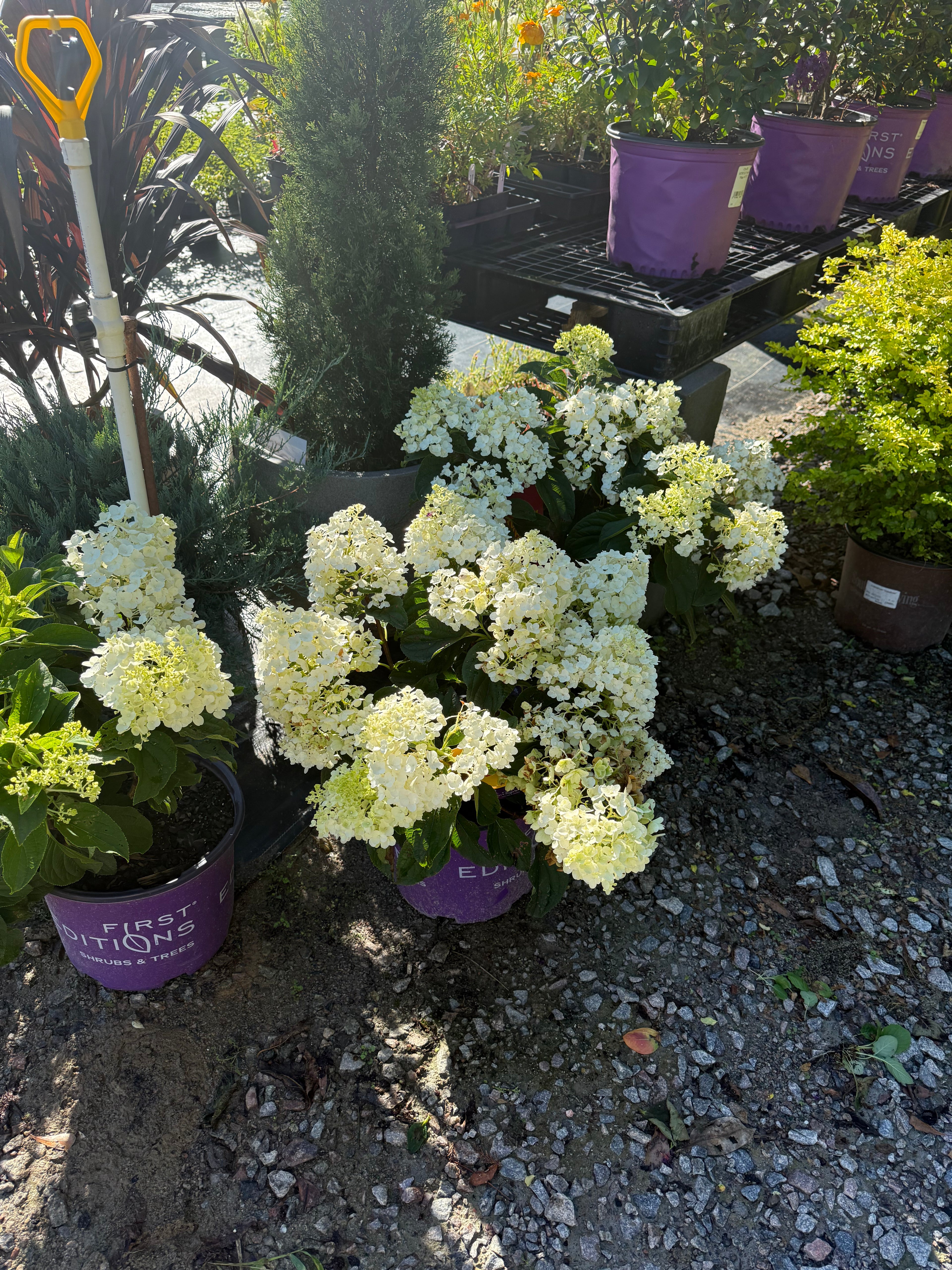 Hydrangea Little Hottie