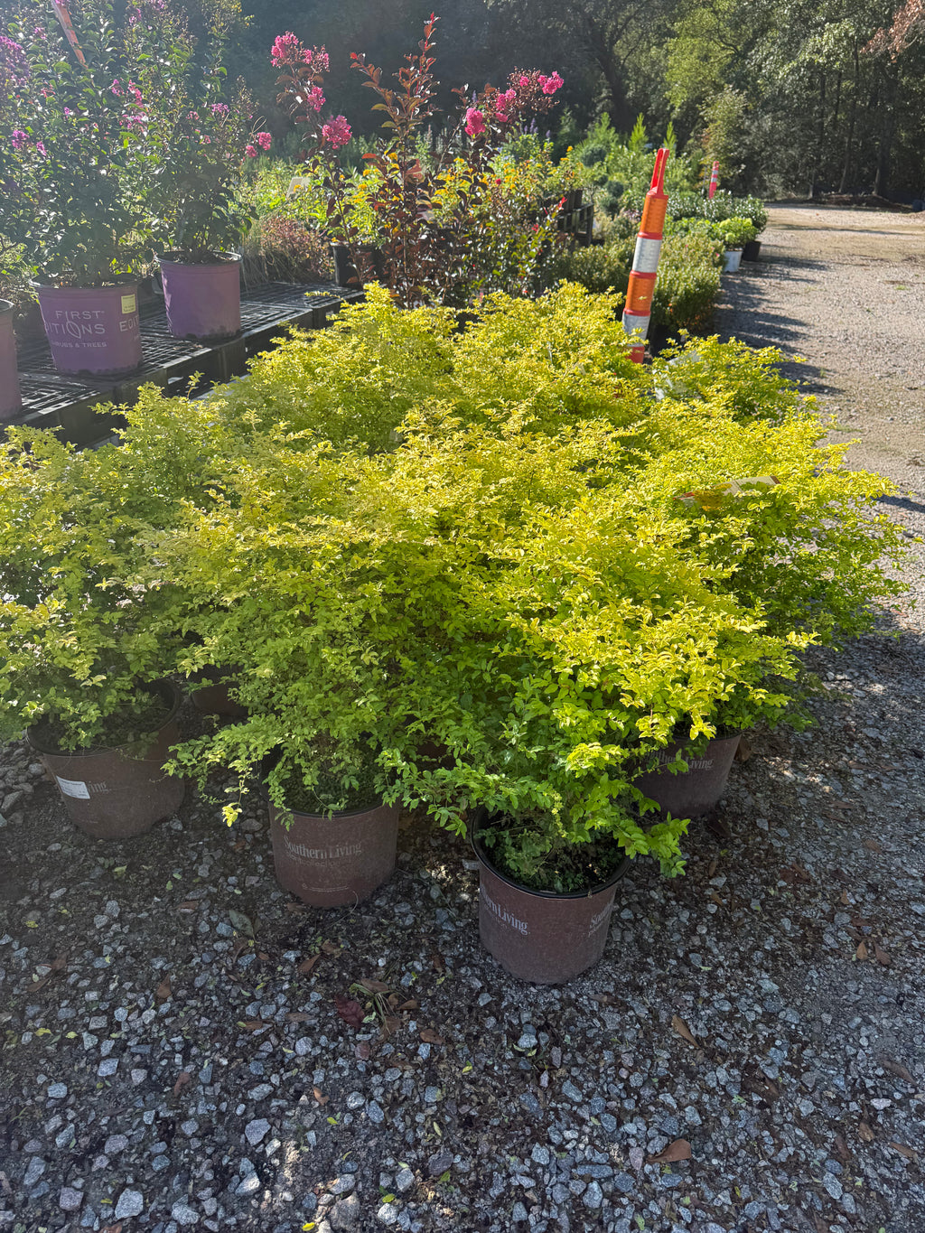 Sunshine Ligustrum