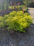 Sunshine Ligustrum