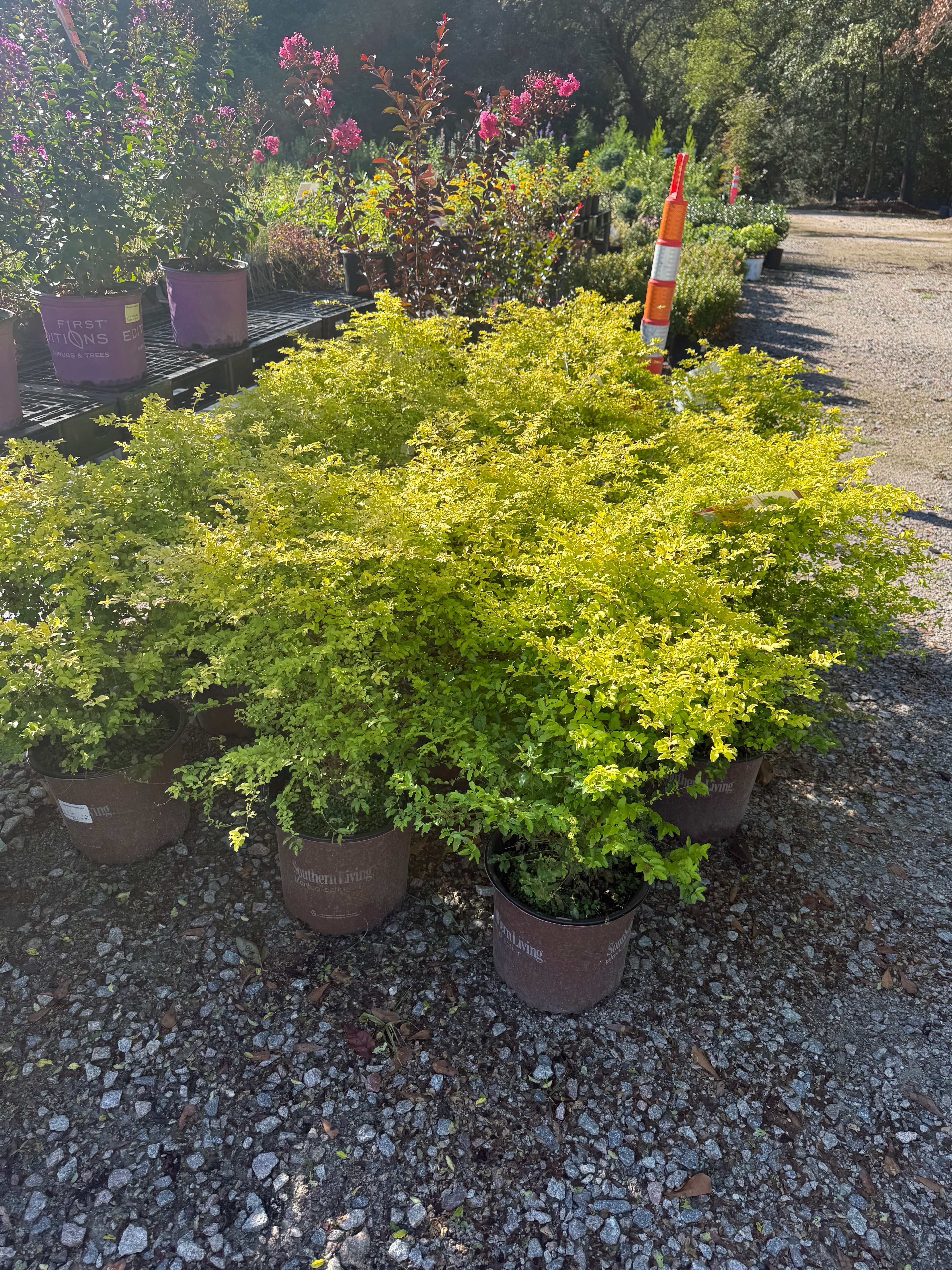 Sunshine Ligustrum