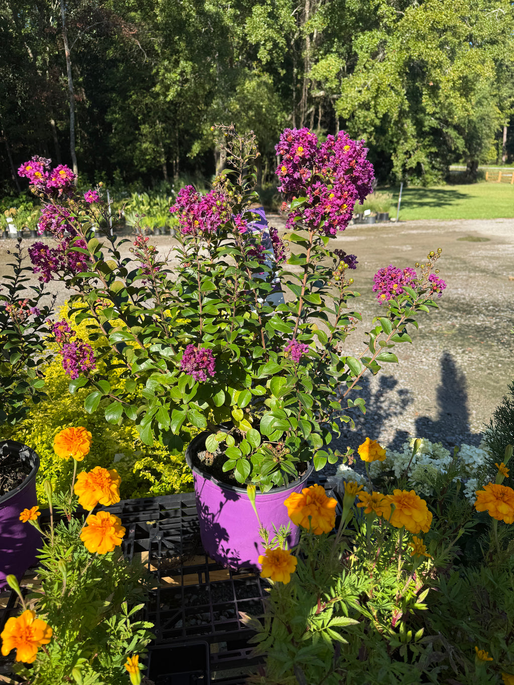 Crape Myrtle 'Purple Magic'