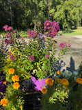 Crape Myrtle 'Purple Magic'